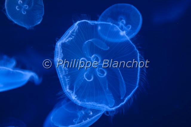 aurelia aurita.JPG - Méduse commune, aurélie, méduse bleue ou méduse luneAurelia auritaCnidaria, UlmaridaeCité des Arts et des SciencesValencia, Communauté de Valencia, Espagne